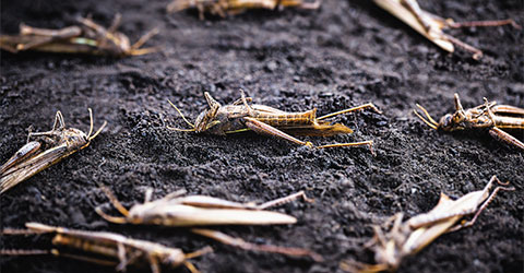 Roundup Ready® Crops, Grasshoppers, and Animal Protein Are Connected!